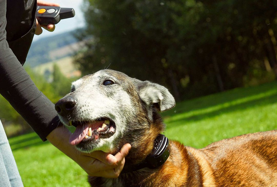 Elektroniczna obroża szkoleniowa DOGTRACE d-control professional dla kolejnego psa
