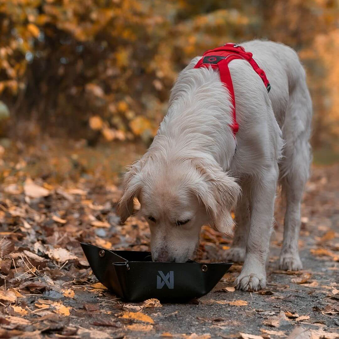 Miska podróżna dla psa DOGTRACE Trekking Bowl Non-stop dogwear - Pies przy misce