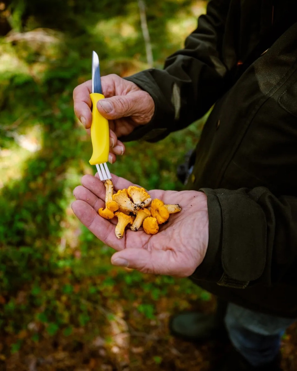 NÓŻ mushroom czyszczący grzyby