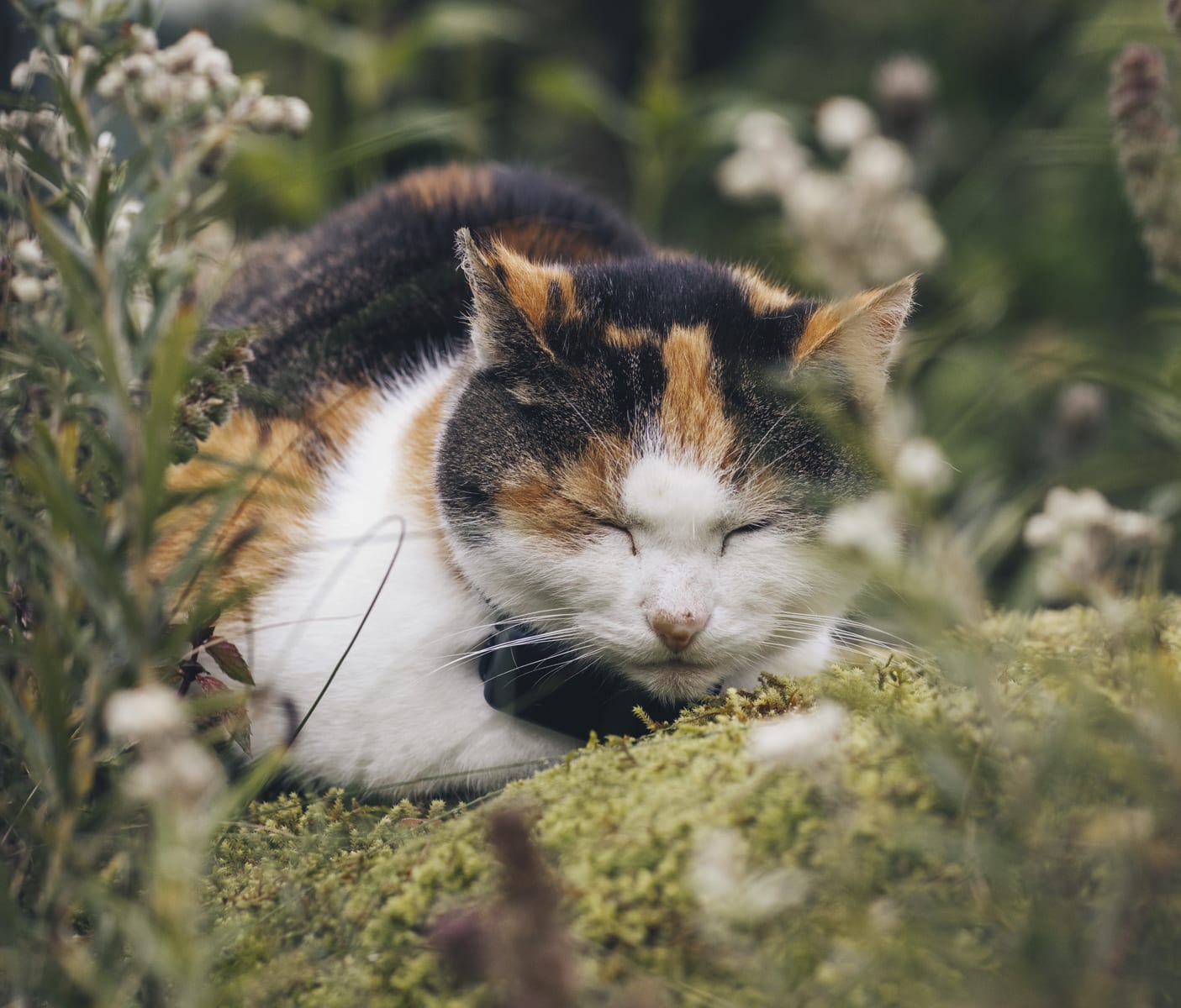 TRACTIVE GPS CAT Mini - Śpiący kot