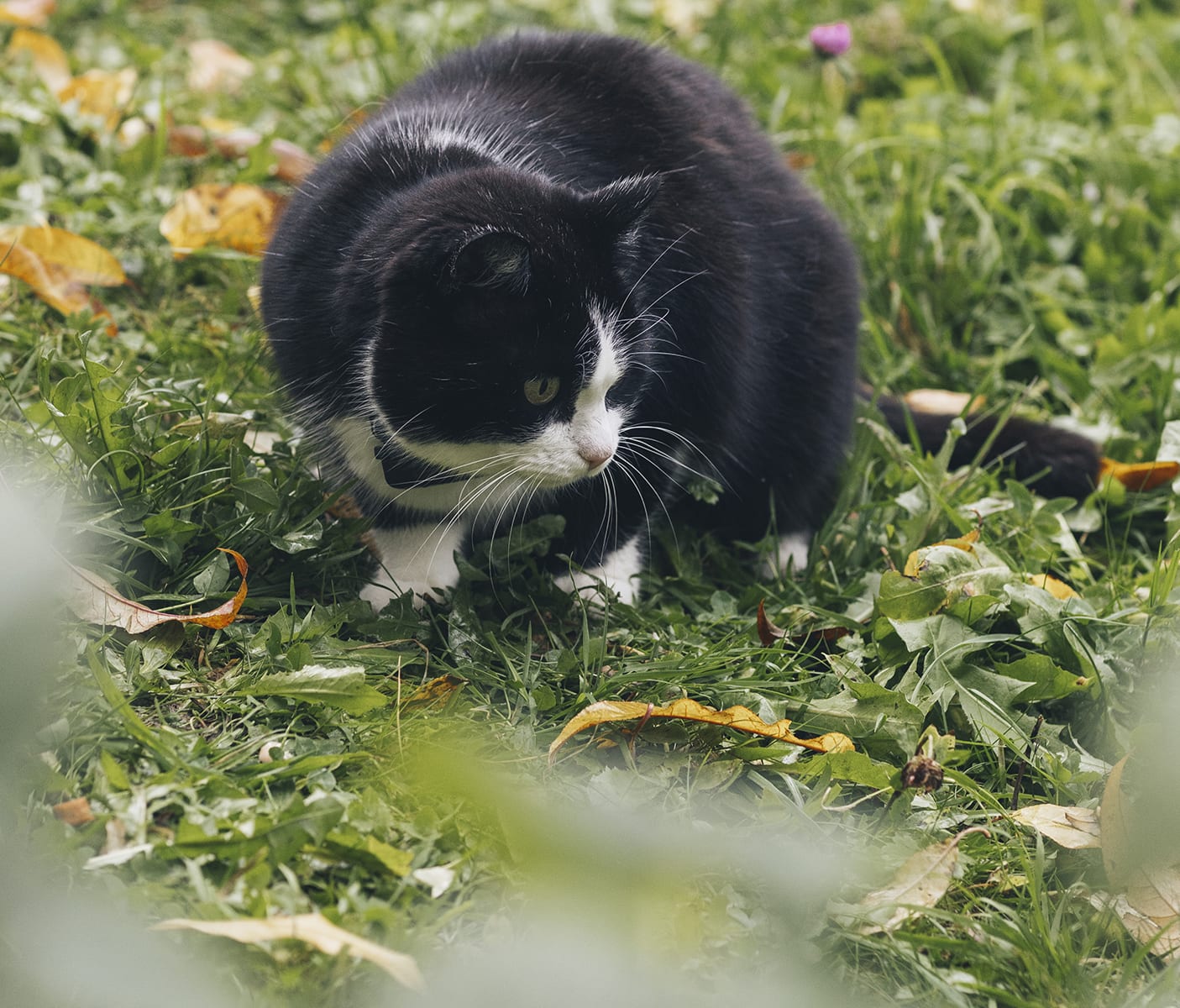 Tractive GPS CAT Mini - Na obroży