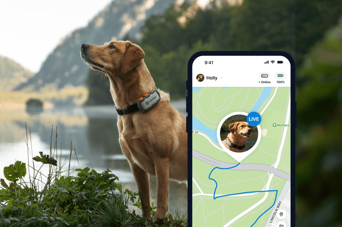 Tractive GPS DOG XL - Adventure Edition - Funkcja GPS LIVE Tracking