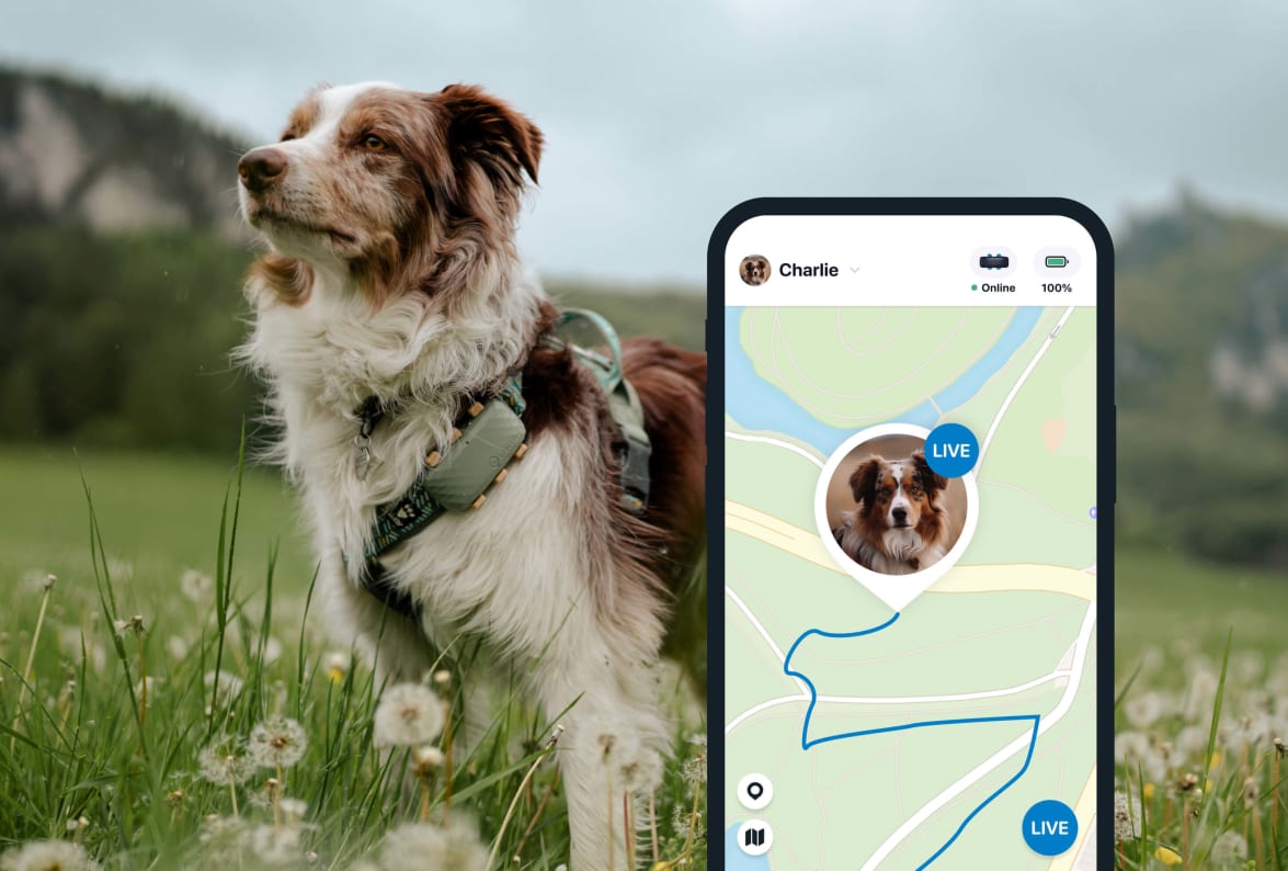 Tractive GPS DOG XL - Funkcja GPS LIVE Tracking